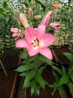 [4338 Saloniki VZ No01.JPG]